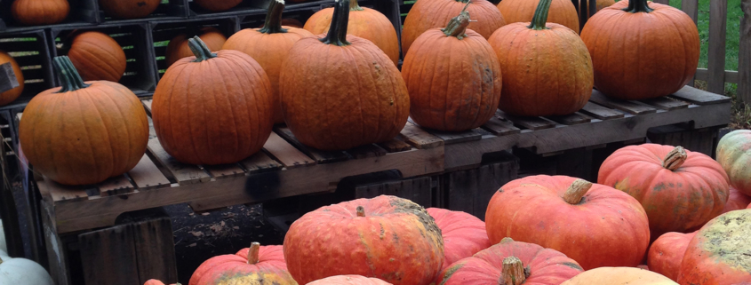 Mahoning County's Ultimate Guide to Fall