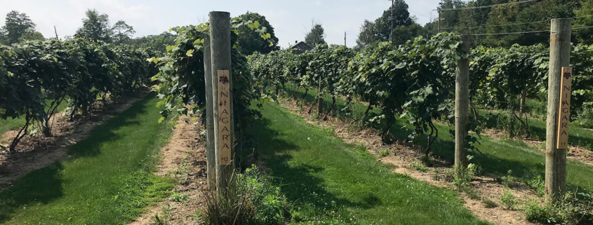 Celebrate the Wine Harvest Season at The Vineyards at Pine Lake