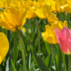 Where to See Spring Flowers
