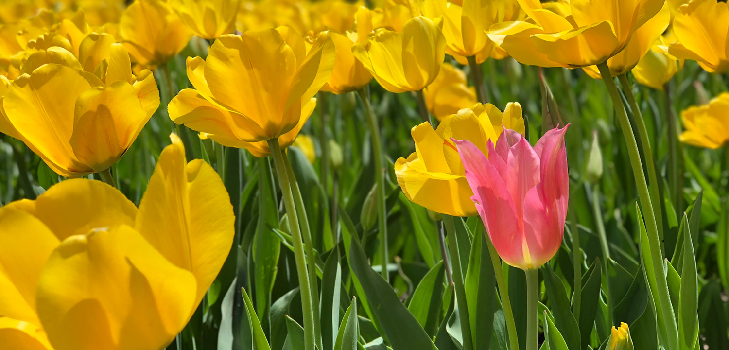 Where To See Spring Flowers The