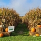 Corn maze fall activity in Mahoning County, Ohio.