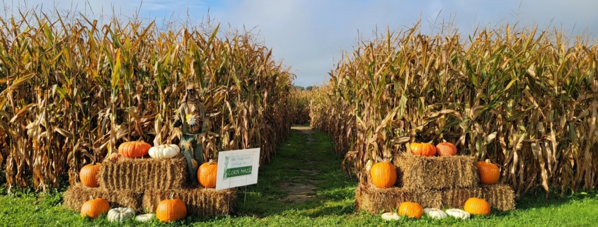 Corn maze fall activity in Mahoning County, Ohio.