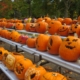 Halloween pumpkin Display at Boardman Park.