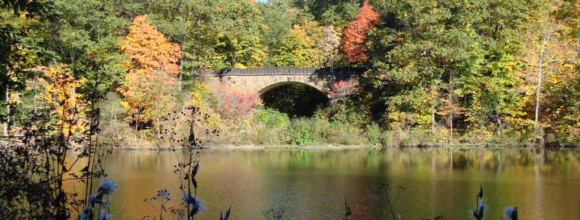 Trees in a Mahoning County park in Ohio.