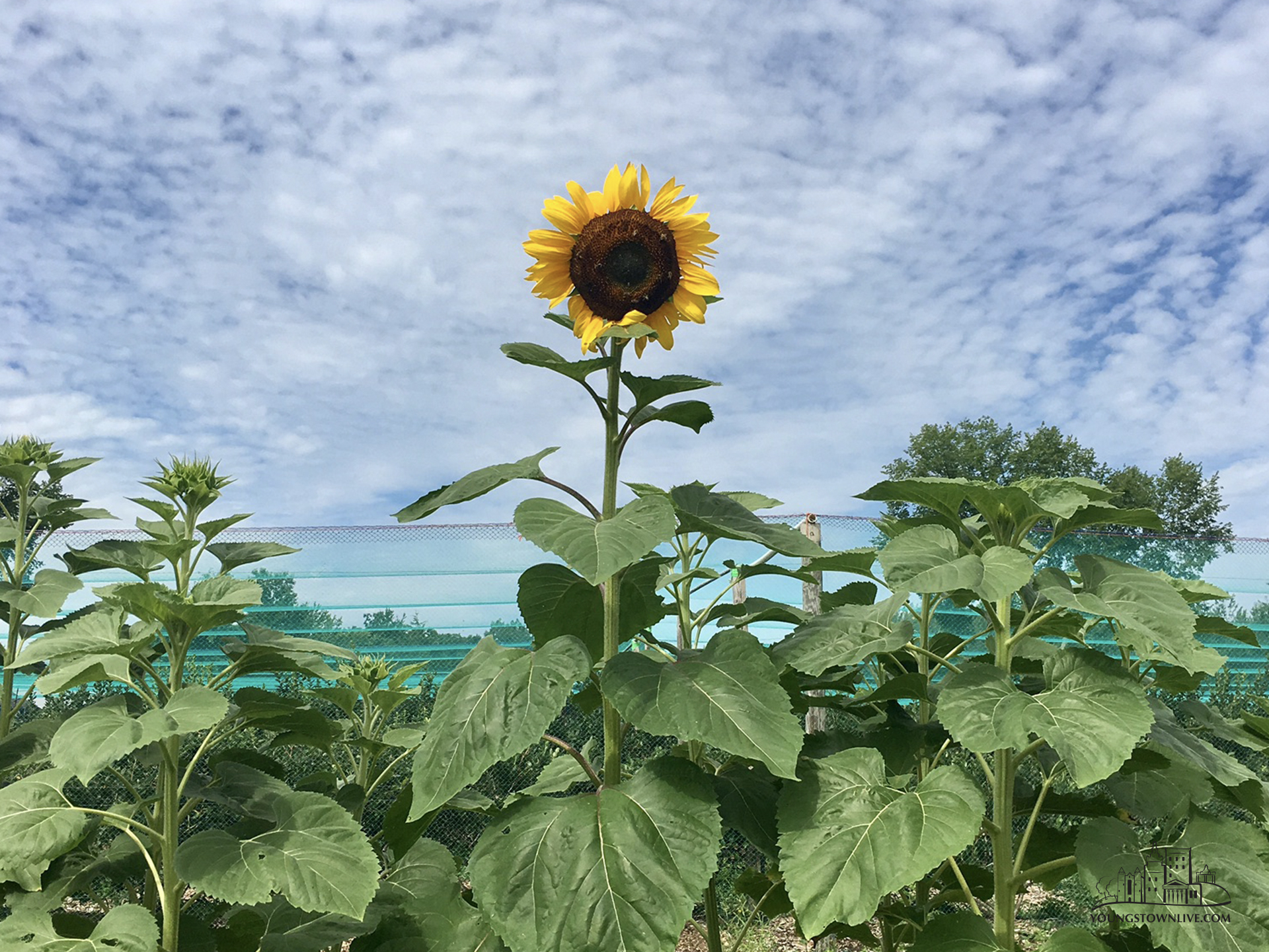 Sunflower Fields in the Youngstown Area The Official Blog of Youngstown Live
