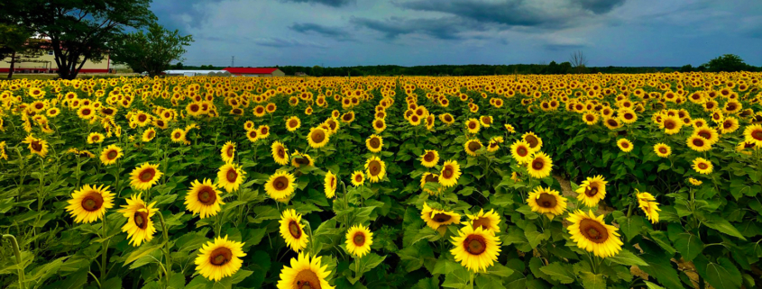 Sunflower Fields at Angiuli's Farm Market