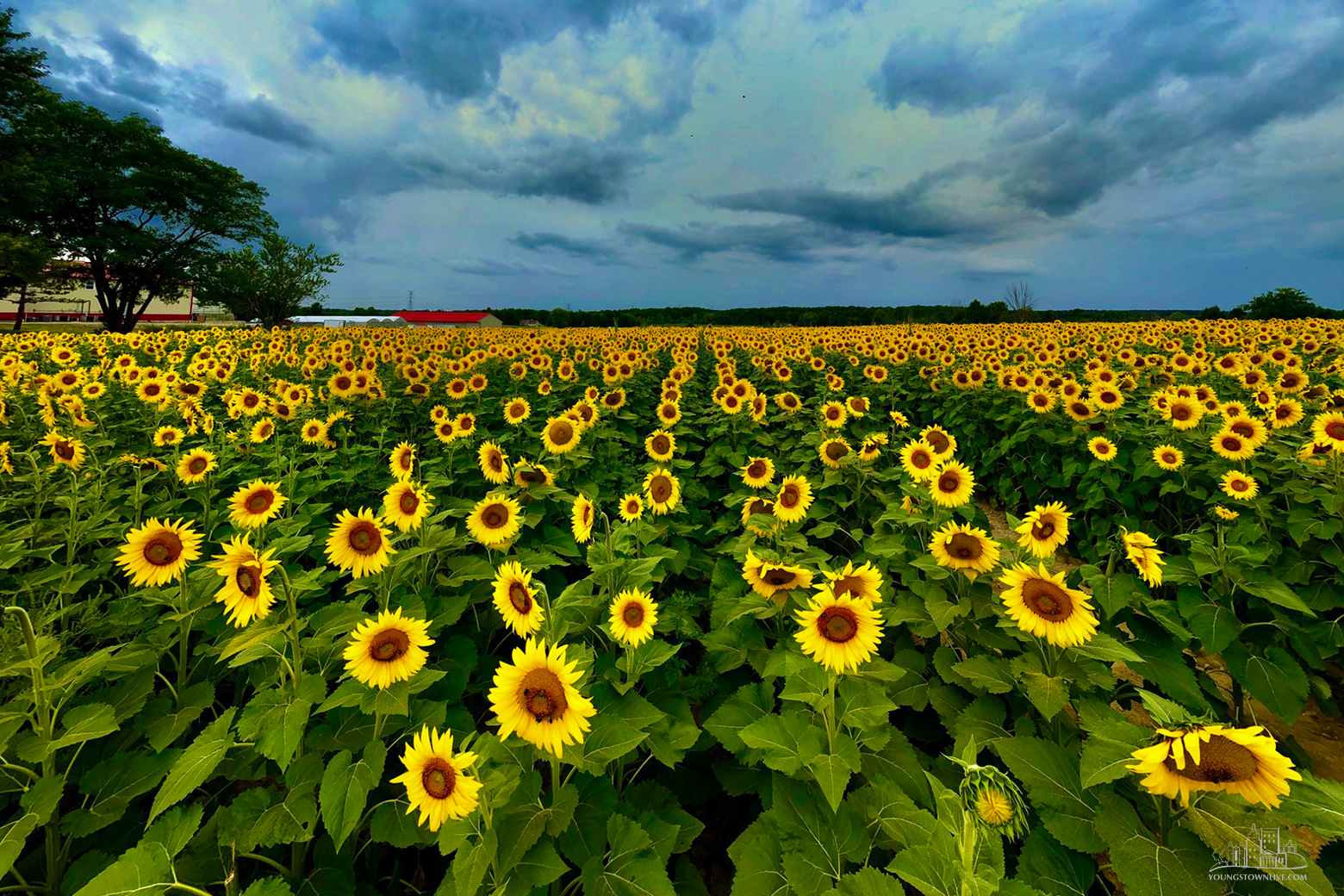 Sunflower Fields in the Youngstown Area The Official Blog of